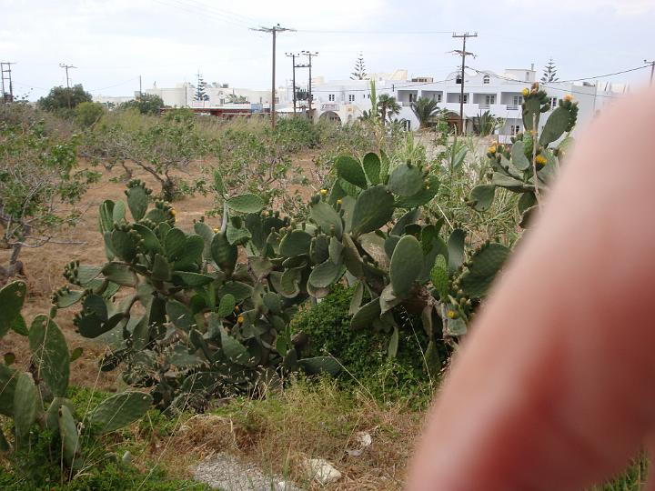 DSC02485.JPG - jeg har fundet en kæmpestor kaktus