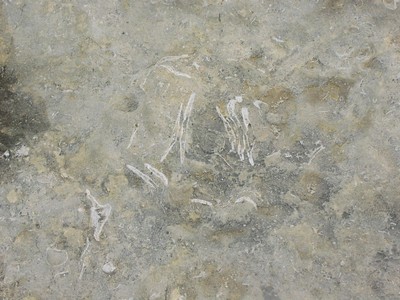 19.JPG - Årtusind gamle krebs og skaldyrsaflejringer har gjort klipperne på stedet så porøse, at vandet har kunnet gøre indtryk på klipperne